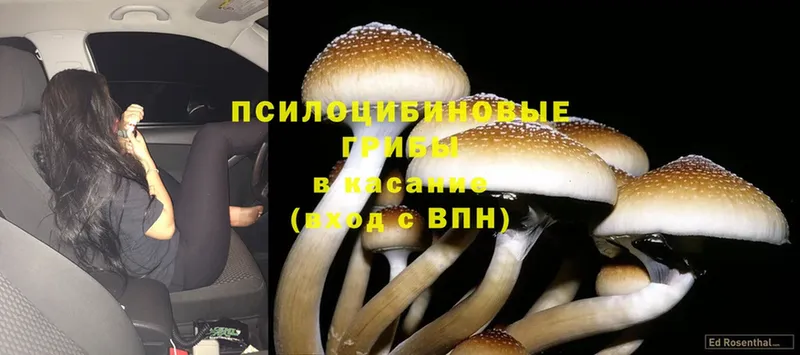 цена   Поронайск  Галлюциногенные грибы Cubensis 